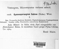 Gymnosporangium sabinae image
